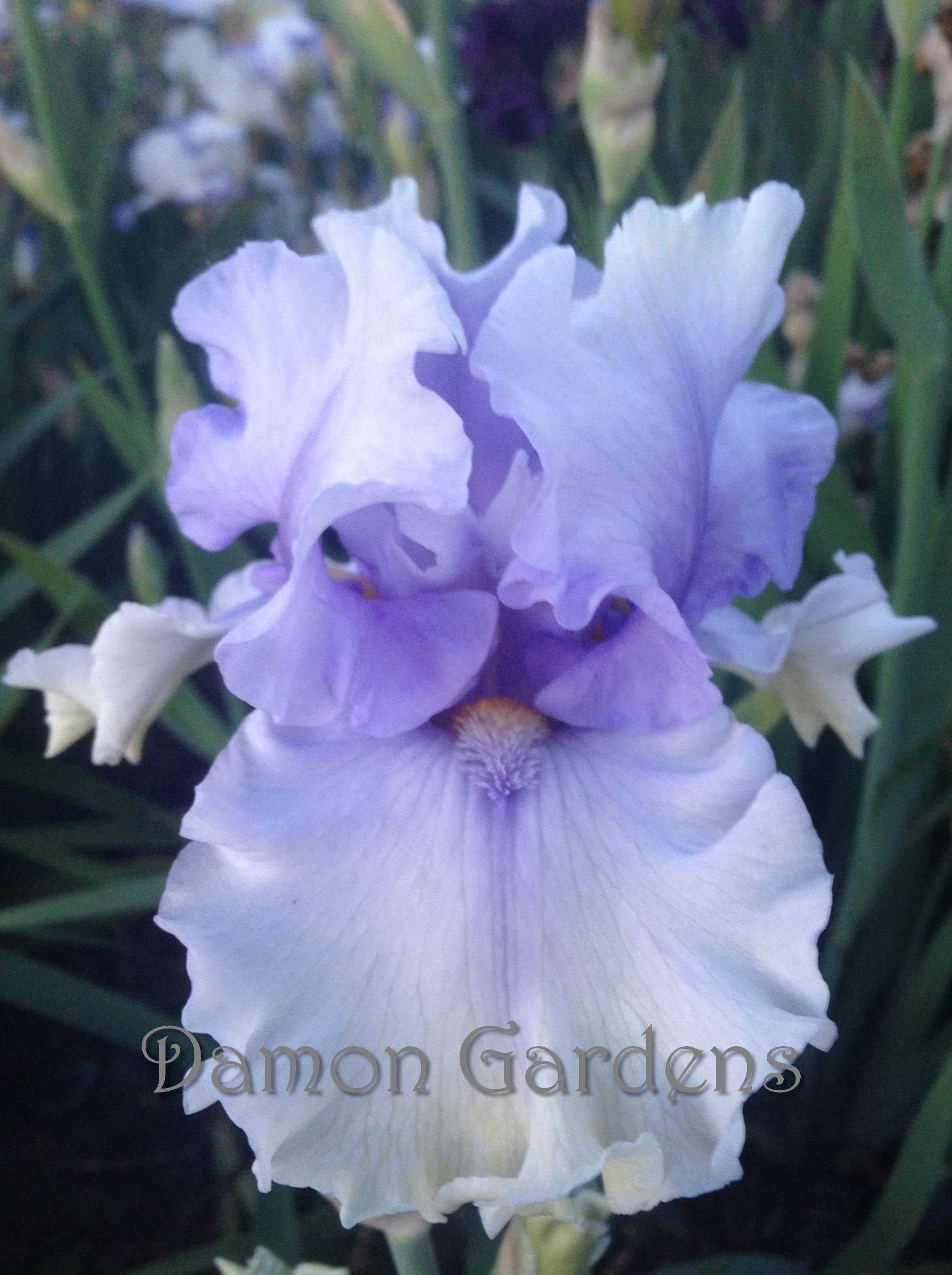 Iris Willamette Mist